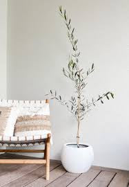 Olive Tree in Nursery Container Online | Premium Olive Plants