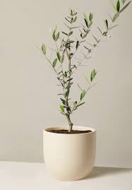 Olive Tree in Nursery Container Online | Premium Olive Plants