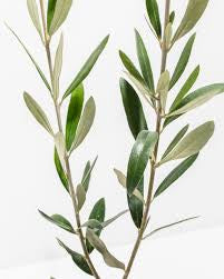Olive Tree in Nursery Container Online | Premium Olive Plants
