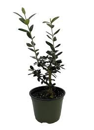 Olive Tree in Nursery Container Online | Premium Olive Plants
