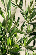 Olive Tree in Nursery Container Online | Premium Olive Plants