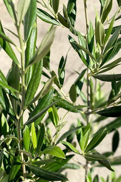 Olive Tree in Nursery Container Online | Premium Olive Plants