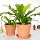 Birds Nest Fern in growing pot