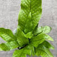 Crocodile fern in growing pot