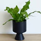 Crocodile fern in growing pot
