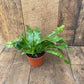 Crocodile fern in growing pot