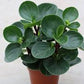 Large Green Leaf Peperomia