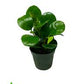 Large Green Leaf Peperomia
