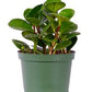 Large Green Leaf Peperomia