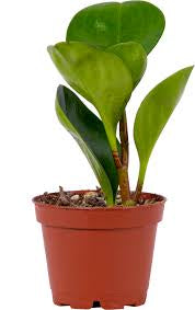 Large Green Leaf Peperomia