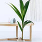 Coconut plant