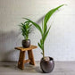 Coconut plant