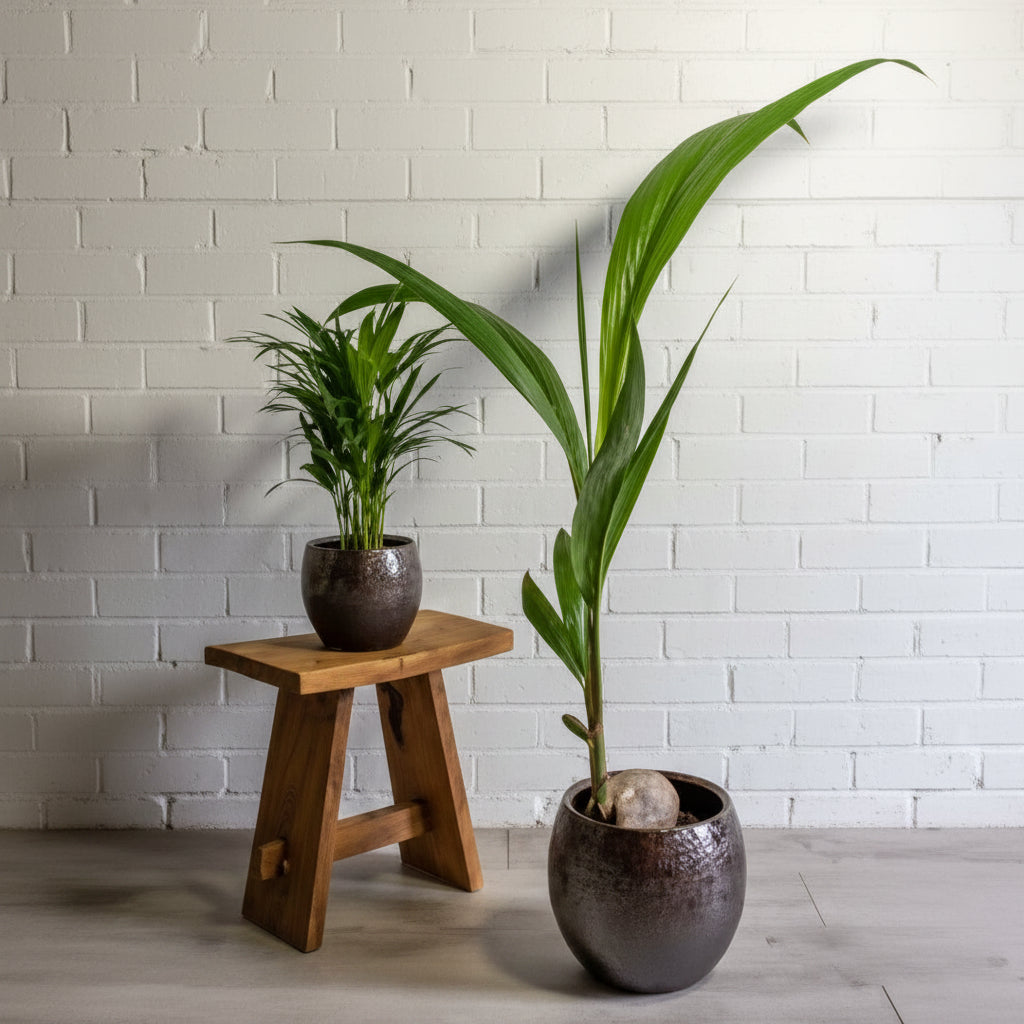 coconut tree plant indoor Coconut Plant (Cocos nucifera) 10" Grower Container – Plant Club