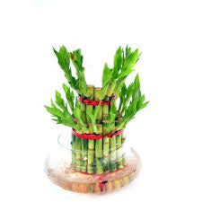 Three /five layer lucky bamboo birthday cake pot not included (ceramic and glass $10—$20 optional)