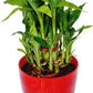 Three /five layer lucky bamboo birthday cake pot not included (ceramic and glass $10—$20 optional)