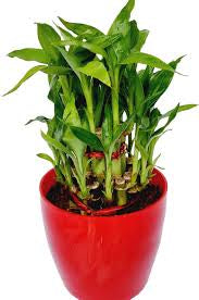 Three /five layer lucky bamboo birthday cake pot not included (ceramic and glass $10—$20 optional)