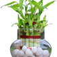 Three /five layer lucky bamboo birthday cake pot not included (ceramic and glass $10—$20 optional)