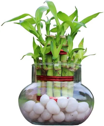 Three /five layer lucky bamboo birthday cake pot not included (ceramic and glass $10—$20 optional)