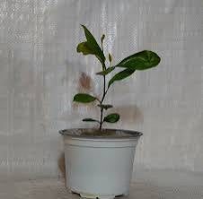 Citrus Calamondin (Philipino Lime)