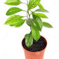 Citrus Calamondin (Philipino Lime)