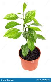 Citrus Calamondin (Philipino Lime)