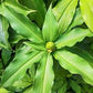 Costus Igneus (Insulin Plant)