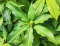 Costus Igneus (Insulin Plant) (medium)