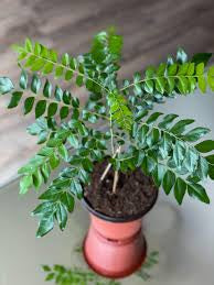curry leaf plant in pot Curry leaf growing pot – Plant Club