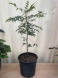 Neem Plant (Azadirachta indica) 6" Grower Pot