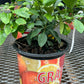 Citrus Calamondin (Philipino Lime)