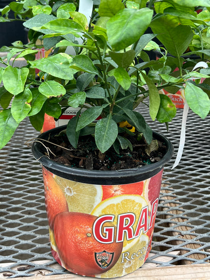 Citrus Calamondin (Philipino Lime)