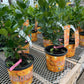 Citrus Calamondin (Philipino Lime)
