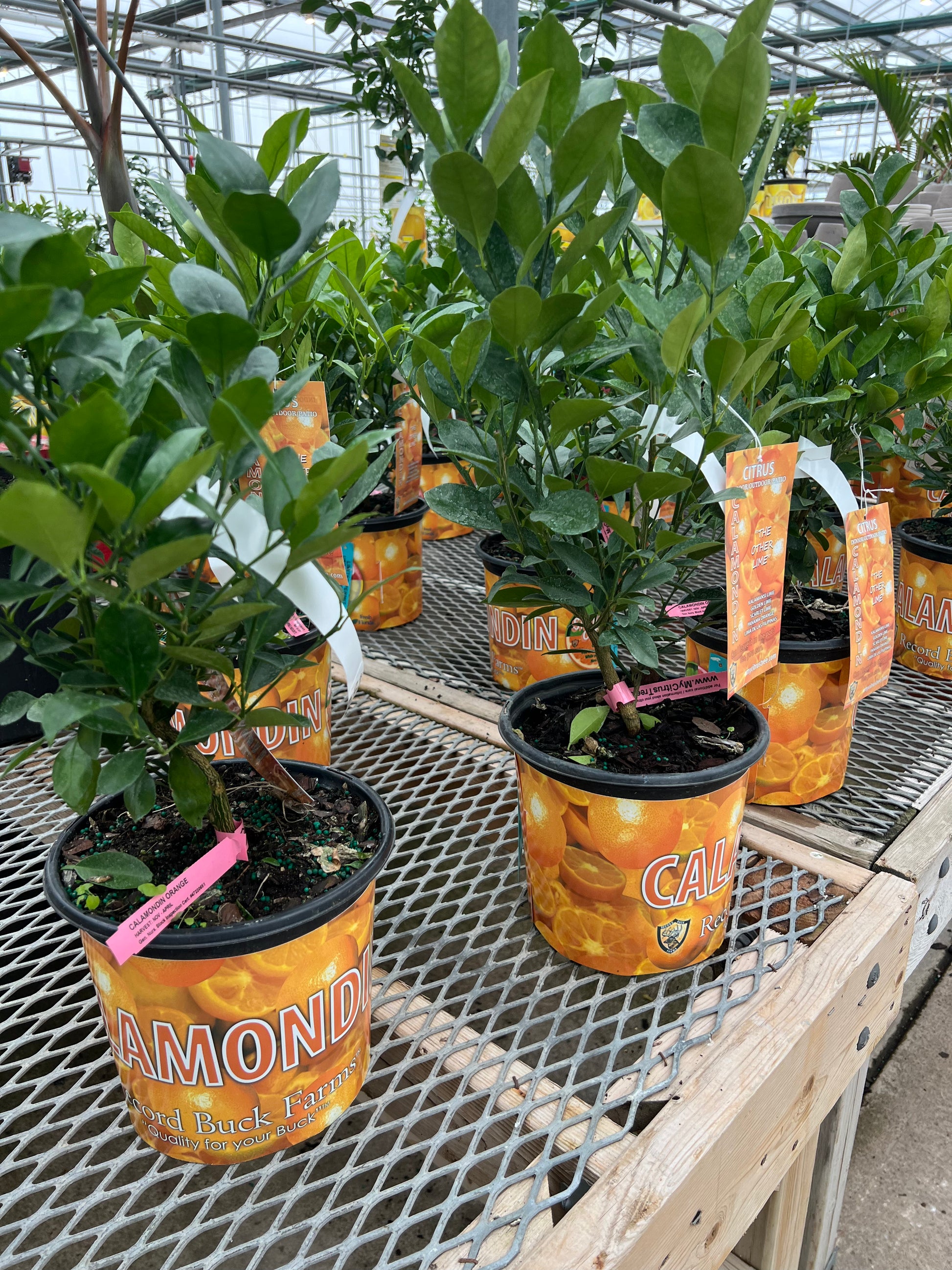 buy calamondin tree canada Citrus Calamondin (Philipino Lime) – Plant Club