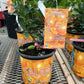 Citrus Calamondin (Philipino Lime)