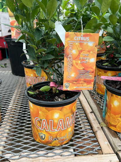 Citrus Calamondin (Philipino Lime)
