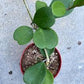 Hoya Kerri Reverse Assorted