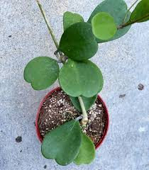 Hoya Kerrii Reverse Assorted – 6" Grower Container | Rare Variegated Heart Leaf Hoya Plant
