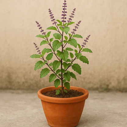 Holy Basil Tulsi growing pot