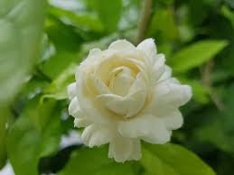 Jasmine ‘Duke of Tuscany’ Plant in 6” Grower Pot | Fragrant Double Bloom Arabian Jasmine | Live Indoor Outdoor Plant