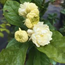 Jasmine ‘Duke of Tuscany’ Plant in 6” Grower Pot | Fragrant Double Bloom Arabian Jasmine | Live Indoor Outdoor Plant