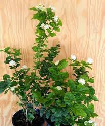 Jasmine ‘Duke of Tuscany’ Plant in 6” Grower Pot | Fragrant Double Bloom Arabian Jasmine | Live Indoor Outdoor Plant