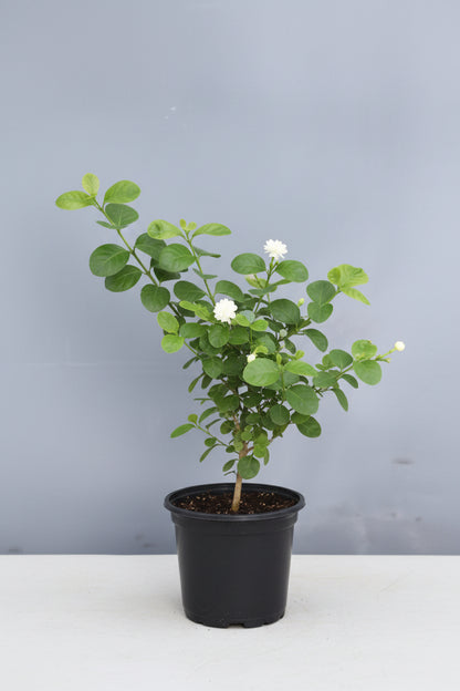 where to buy indoor jasmine plant Jasmine 'Duke of Tuscany' Plant in 6” Grower Container| Fragrant Doubl – Plant Club