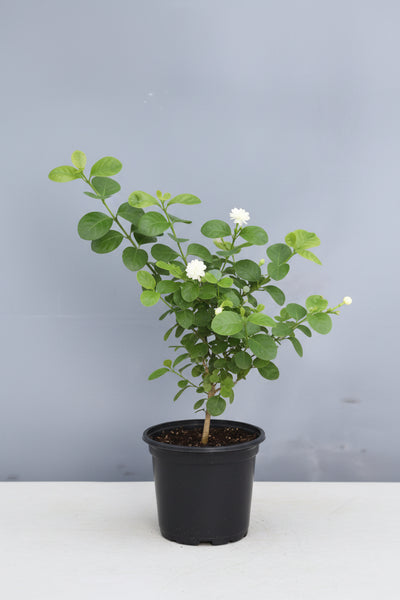 where to buy a jasmine house plant Jasmine 'Duke of Tuscany' Plant in 6” Grower Container| Fragrant Doubl –  Plant Club