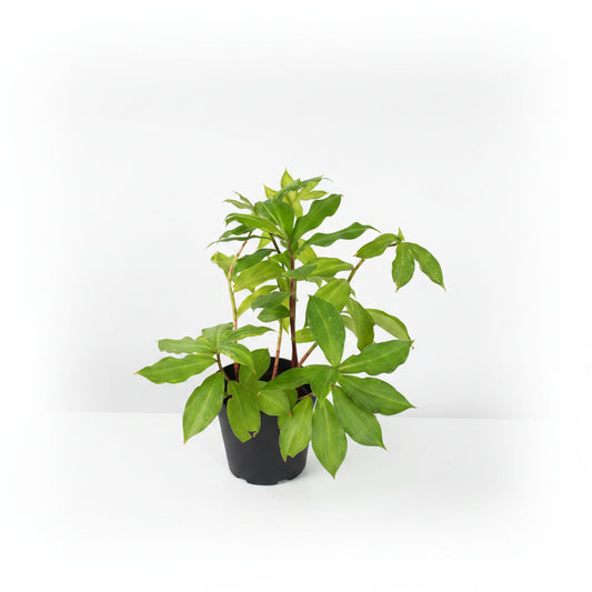 Costus Igneus (Insulin Plant) – Medium Size Medicinal Plant for Home & Garden