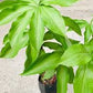 Costus Igneus (Insulin Plant) (medium)