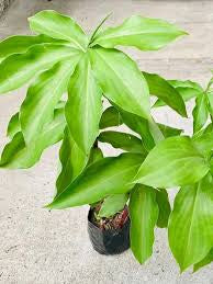 Costus Igneus (Insulin Plant) (medium)