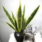 Snake plant ( yellow and green tone)