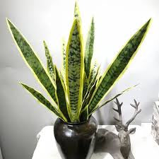 Snake plant ( yellow and green tone)