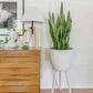 Snake plant ( yellow and green tone)