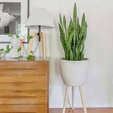 Snake plant ( yellow and green tone)